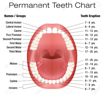 Image result for permanent teeth