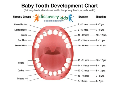 Image result for milk teeth